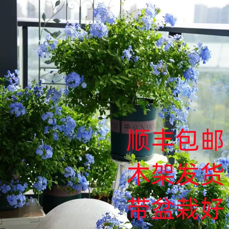 蓝雪花苗盆栽大苗棒棒糖攀爬藤植物四季开花特大兰雪花带花苞阳台