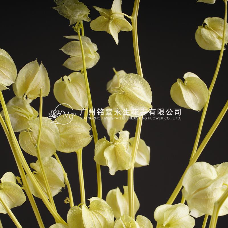 新款直销灯笼果风车果干花diy材料玻璃罩花盒永生花花材