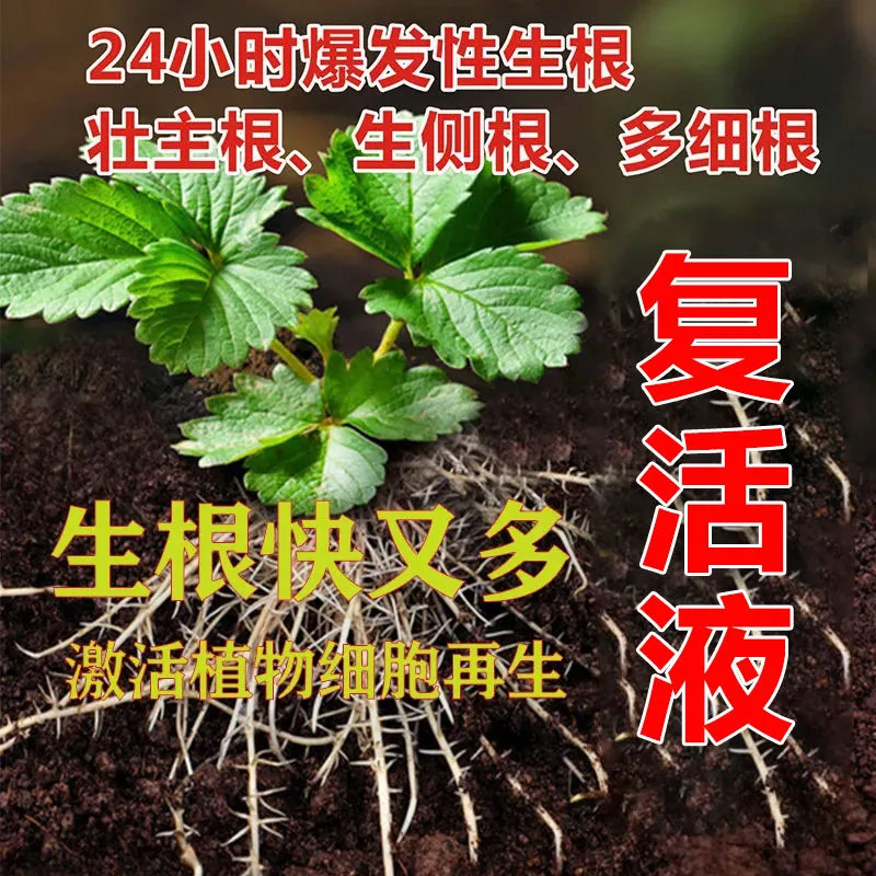 发财树复活液大树复活灵改善烂根烂苗黄叶枯树死树树木大树营养液
