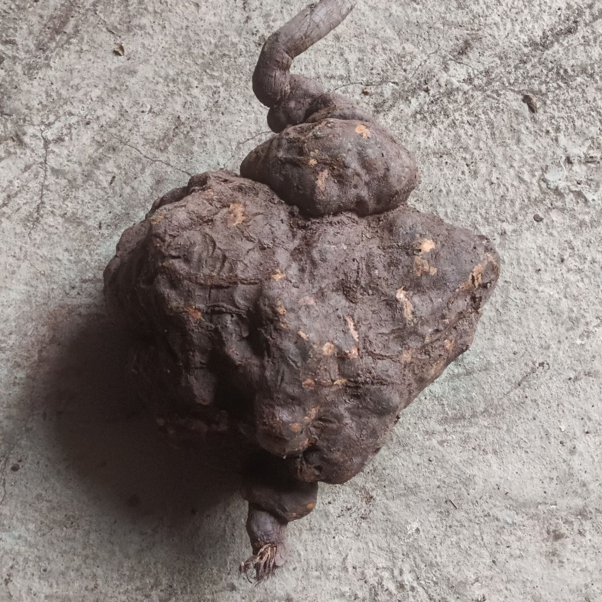 贵州正宗野生何首乌天然野生 新鲜采摘整个何首乌