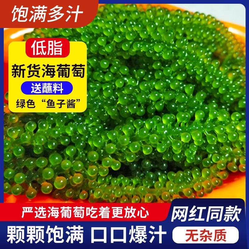 儿童海葡萄即食海藻带凉拌菜水