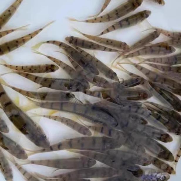 溪石斑鱼淡水光唇鱼苗原生态冷水观赏鱼清水鱼苗好养耐活溪水石斑