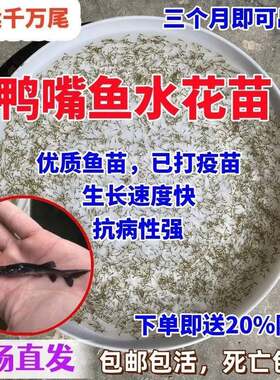 鸭嘴鱼水花鱼苗淡水军鱼苗鳜鱼苗黄骨鱼鲟龙水花观赏鱼鸭嘴鲟鱼苗