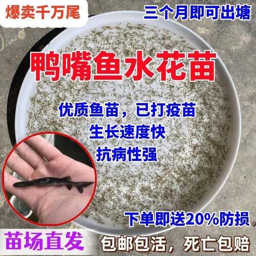 鸭嘴鱼水花鱼苗淡水军鱼苗鳜鱼苗黄骨鱼鲟龙水花观赏鱼鸭嘴鲟鱼苗