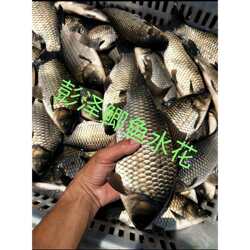 彭泽鲫鱼苗水花 淡水鱼彭泽鲫鱼好养殖鲫鱼苗水花