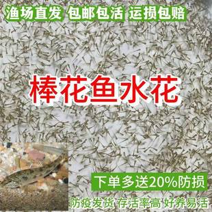 棒花鱼苗水花 原生宠物鱼淡水底栖除藻鱼冷水清洁鱼水花观赏鱼