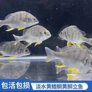 黄鳍鲷鱼苗水花黄脚腊立鱼淡化鱼底层黄鳍鱼苗水花观赏鱼