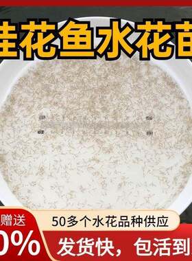 鳜鱼苗桂花鱼苗水花鸭嘴鱼军鱼苗黄骨鱼淡水养殖食用班鳜鱼苗