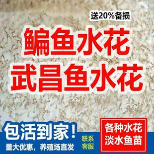扁鱼苗水花鱼苗鳊鱼苗柳叶武昌鱼苗淡水边鱼养殖食用团头鲂三角鲂
