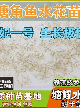 塘角鱼苗水花 皇妃一号本地塘鲺 塘角鱼水花三黄塘鲺水花淡水鱼苗