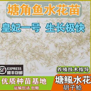 塘角鱼苗水花 皇妃一号本地塘鲺 塘角鱼水花三黄塘鲺水花淡水鱼苗