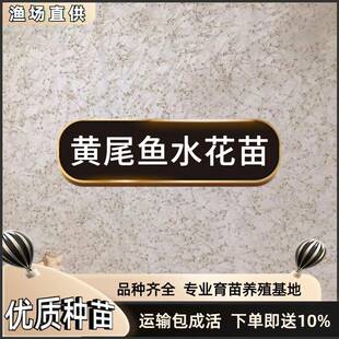 黄尾鱼苗水花 黄尾密鲴水花 黄姑子水花 锢鱼水花 黄尾巴水花鱼苗