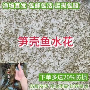 笋壳水花鱼苗优质精选泰国笋壳鱼淡水鳢鱼云斑尖塘鳢耐寒包邮