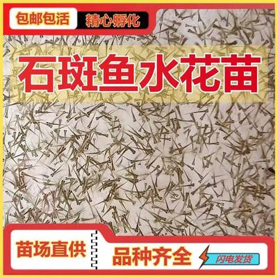 优质淡水石斑鱼苗水花花斑鱼苗溪石斑鱼鲈鱼苗翘嘴鱼苗淡水军鱼苗