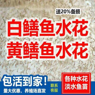 黄鳝苗鱼苗幼苗白鳝鱼活本地大种水花苗鲜活河鳗河鳗苗淡水鱼花鳗