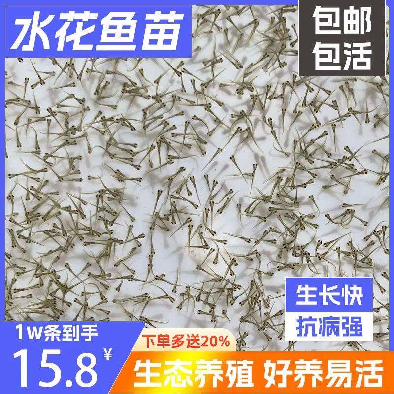 淡水鲳鱼苗水花红鲳鱼苗白鲳鱼苗黄鳝鳗鱼苗白鳝淡水养殖食用小鱼图片
