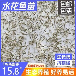 淡水鲳鱼苗水花红鲳鱼苗白鲳鱼苗黄鳝鳗鱼苗白鳝淡水养殖食用小鱼