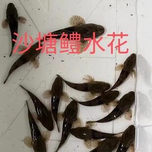 虎头鲨鱼苗水花沙塘鳢鱼苗笋壳鱼苗泰国云斑尖塘鳢呆呆鱼水花活鱼