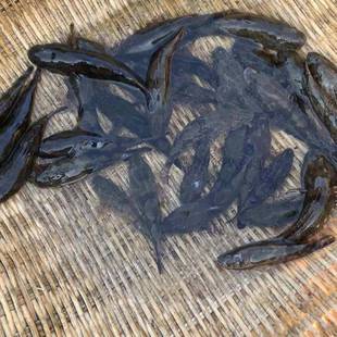 虎头鲨沙塘鳢鱼苗水花 呆子鱼土布土才鱼土婆淡水沙乌鳢土憨巴鱼