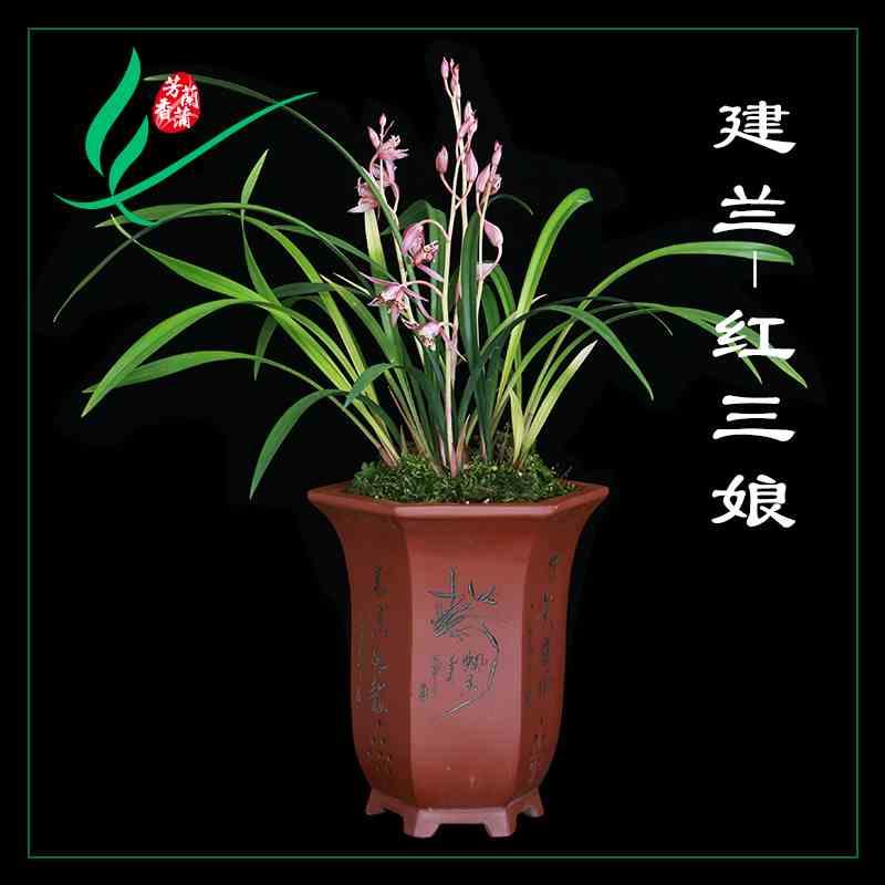 新品建兰兰花苗四季红三娘浓香卉盆景栽土绿带草植物名贵花苞春墨