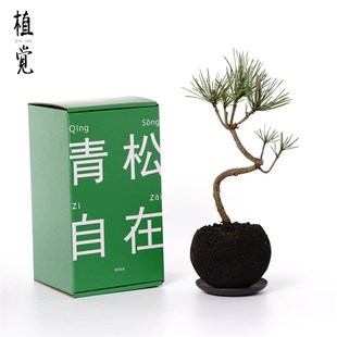 植觉 青松自在 火山石黑松盆景趣味办公案头盆景茶室茶空间摆件