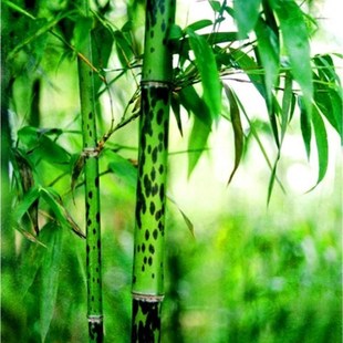 庭院园林绿化竹子墨竹盆栽室内观赏E湘妃竹泪痕竹斑竹苗 规格齐全