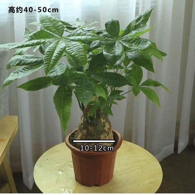 极速Pachira macrocarpa plants indoor living room evergreen o