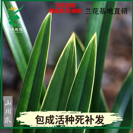 翁源兰花苗金边墨兰企黑山川爪浓香室内阳台办公好养绿植花卉盆栽