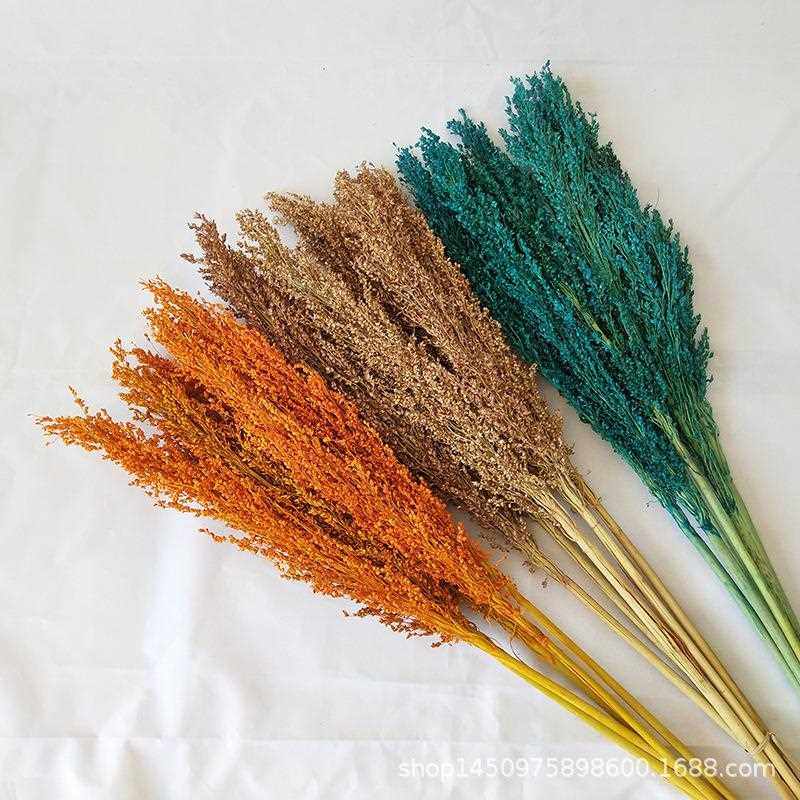 新款直销彩色高粱干花花束 室内客厅摆件饰品diy手工材料真花天然,家居饰品,餐桌花艺,淘宝优惠券,粉丝福利购,淘宝优惠卷