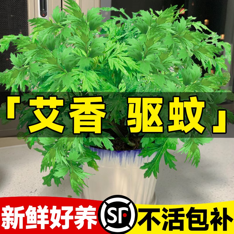 艾草苗驱蚊植物食用香草新鲜好养室内外阳台绿植盆栽防虫小叶艾蒿
