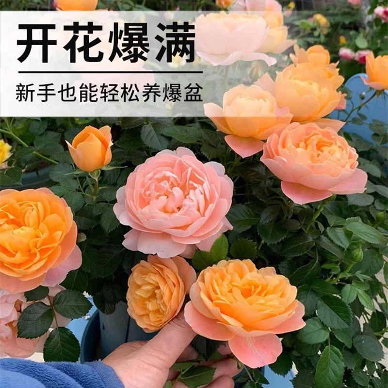 玫瑰花苗特大花带花苞花卉绿植物四季室内外庭院阳台盆栽月季蔷薇