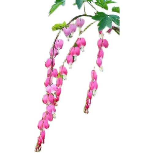 荷包牡丹锦囊花铃心草兔儿花耐寒好养耐活浓香型花卉四季开花