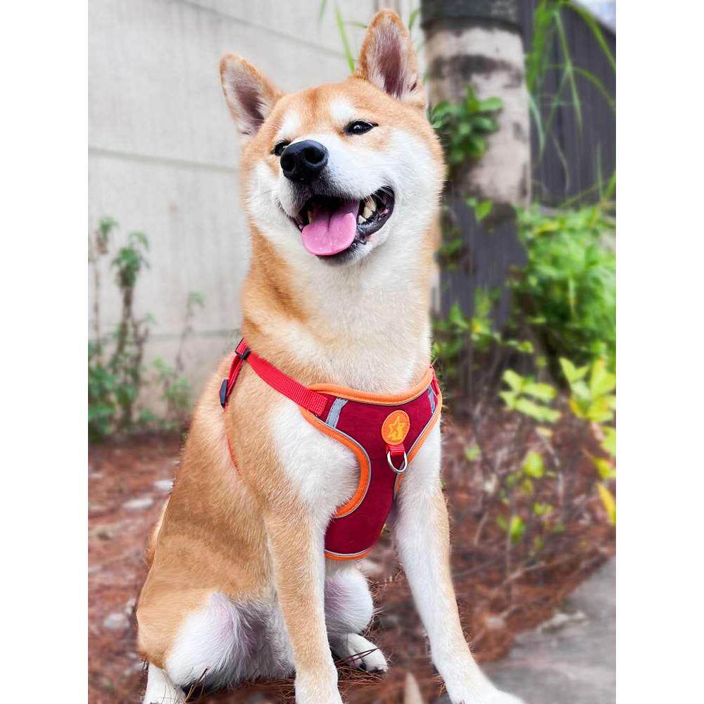 背心式狗狗牵引绳中型小型犬泰迪比熊博美胸背带幼犬遛狗绳狗链子