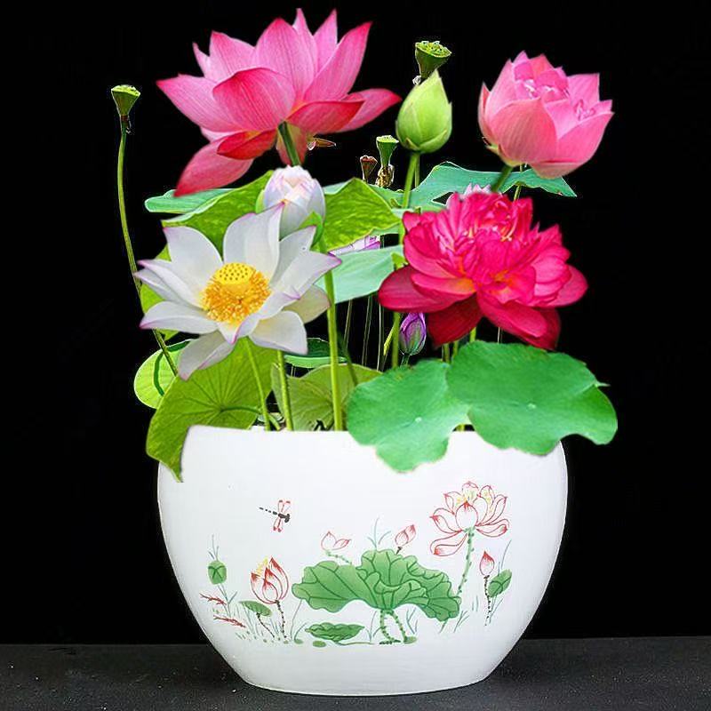 【水培开花】莲花懒人水养开花碗水生植物