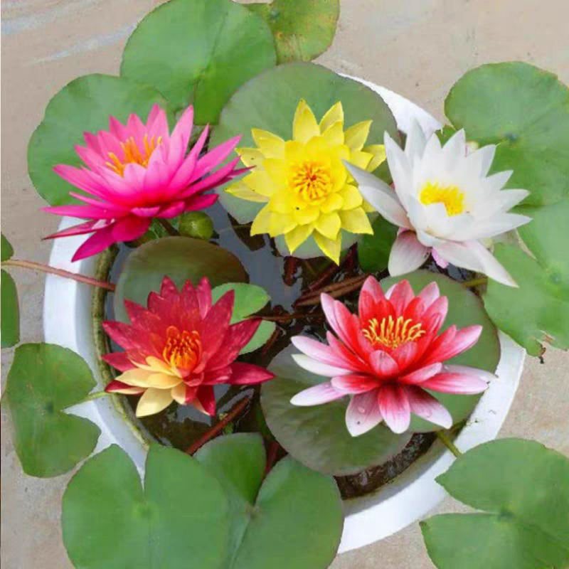 【水培开花】莲花懒人水养开花碗莲水培植物荷花阳台和鱼共养