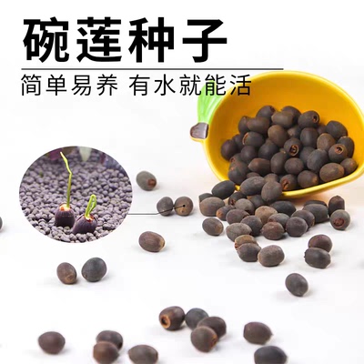 【水培开花】莲花懒人水养开花碗莲水培植物荷花阳台和鱼共养