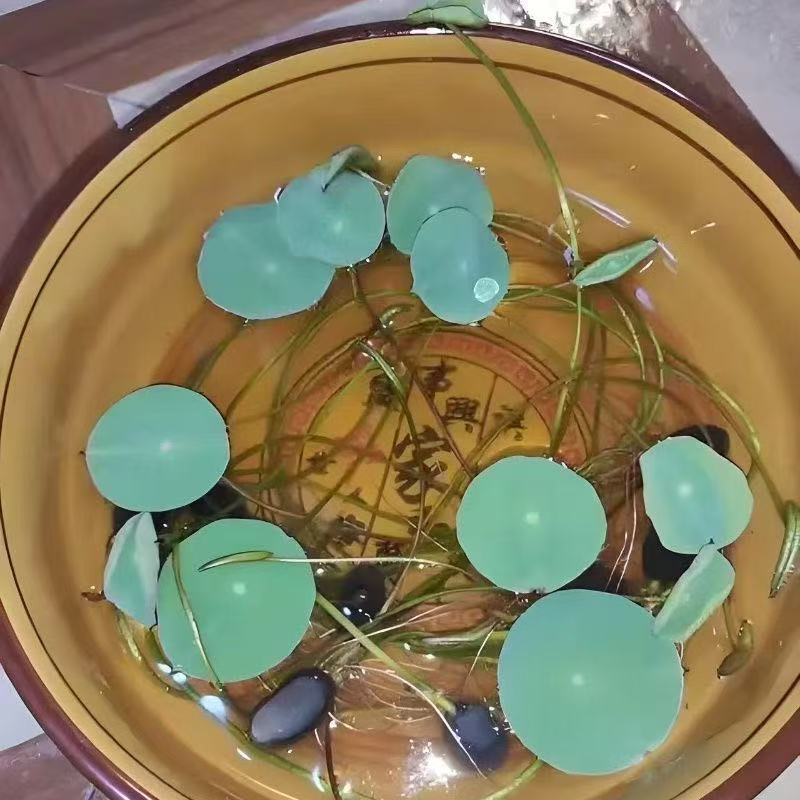 【水培开花】莲花懒人水养开花碗莲水培植物荷花阳台和鱼共养