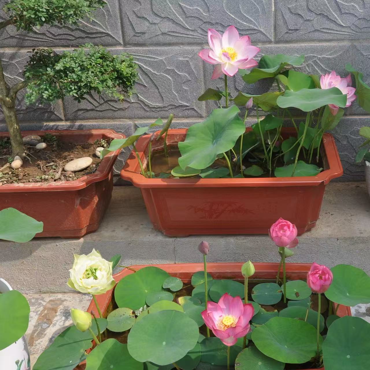 【水培开花】莲花懒人水养开花碗莲水培植物荷花阳台和鱼共养