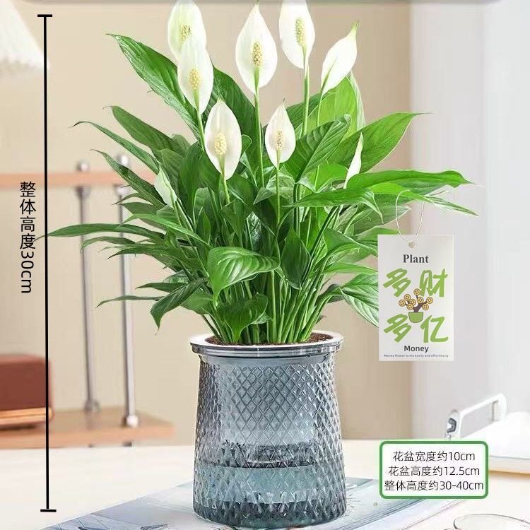 白掌盆栽室内桌面绿植净化空气好养活水培植物办公客厅装饰