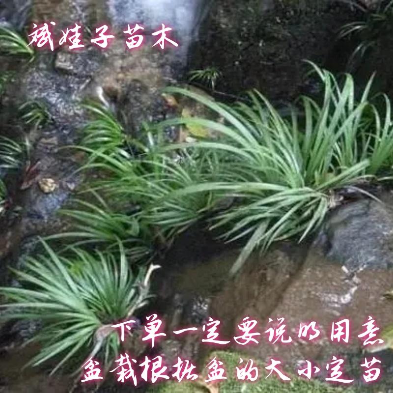 乌龟池室内外水培盆景植物虎须龙根附石菖蒲水菖蒲定制款苗窝现挖