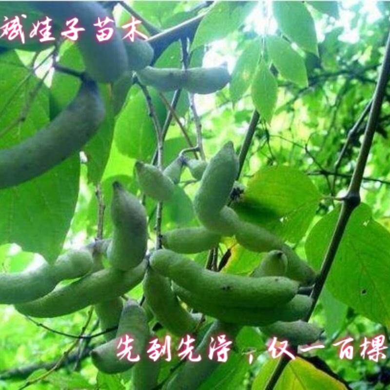 现挖猫儿屎猫屎瓜果树苗当年挂果仅一百棵先到先得室外庭院栽