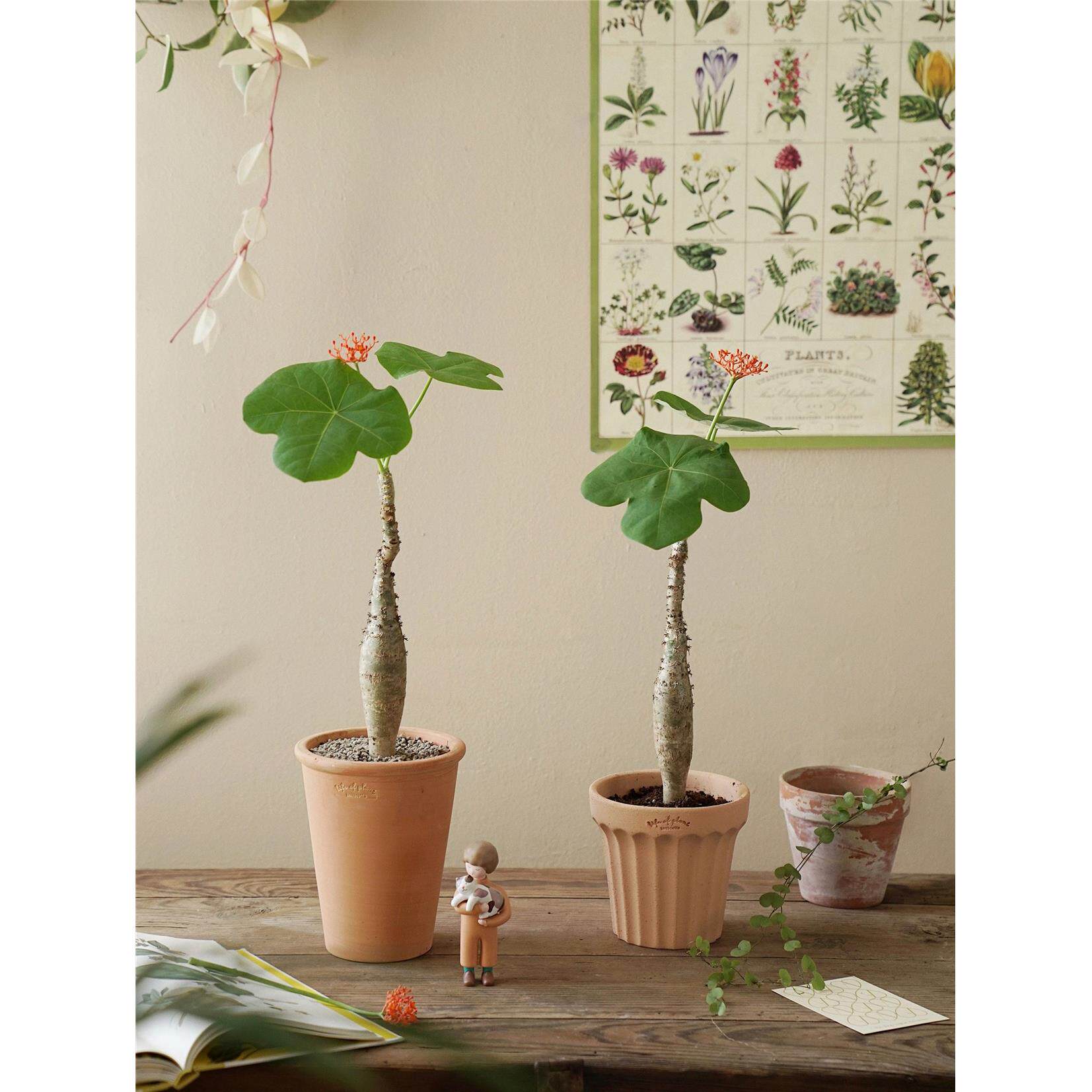 佛肚海棠盆栽开花结果植物室内小众绿植花卉办公室桌面好养好养活