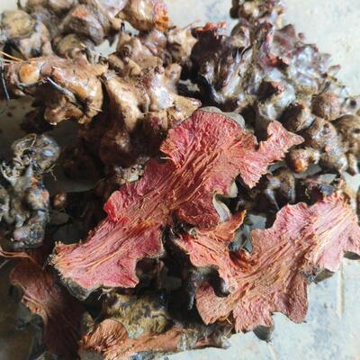 广东现挖新鲜菝葜根金刚藤刺干铁菱角马甲头马加勒山归来野货