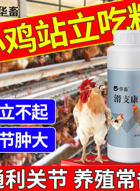 华畜滑支康滑支净鸡瘫软腿瘸鸡滑液囊鸭鹅支原体关节肿大站不起