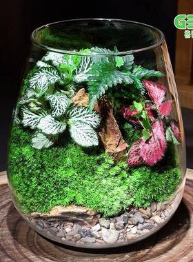 方寸丛林【】成品微景观全套爬桌面植苔藓创意宠缸UAK生态瓶绿懒