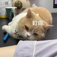 挠痒痒逗猫棒长杆自嗨解闷神器质量好的猫咪用品大全猫玩具刷子