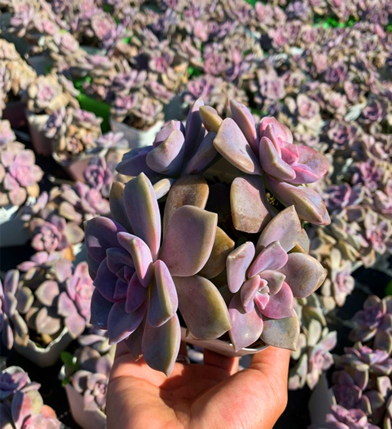 紫乐 黑腐包赔 景天科风车草属多肉植物群生小老桩肥厚好养易繁殖