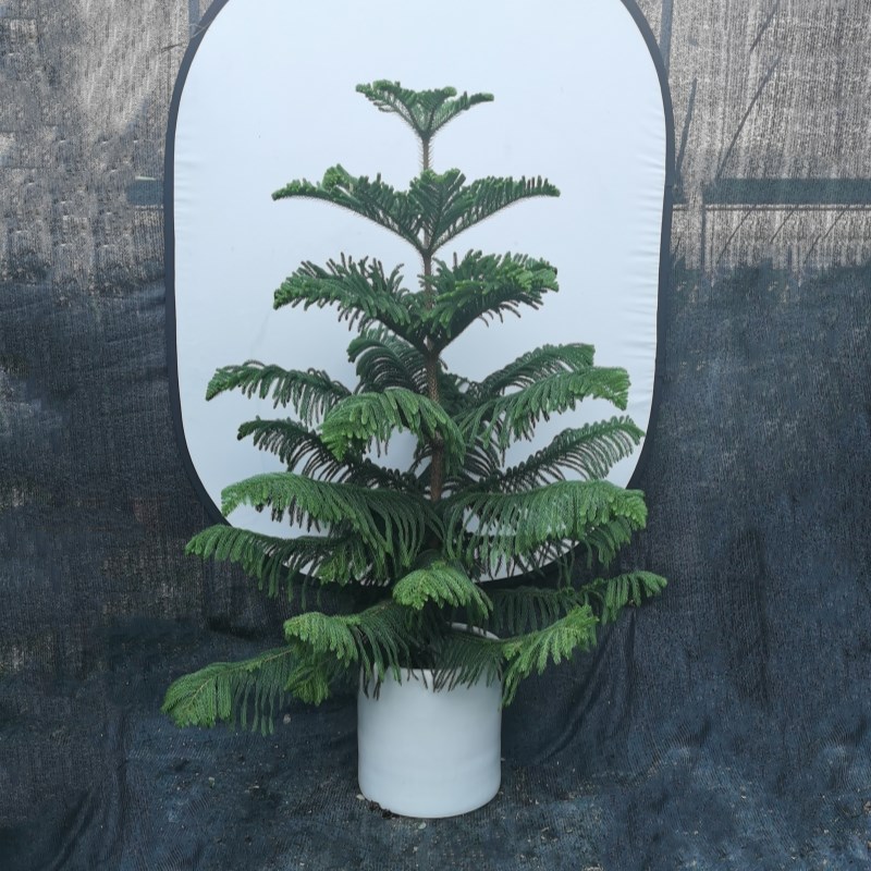 南洋杉盆栽圣诞树苗四季常绿庭院节日树阳台绿植露天花园绿化植物