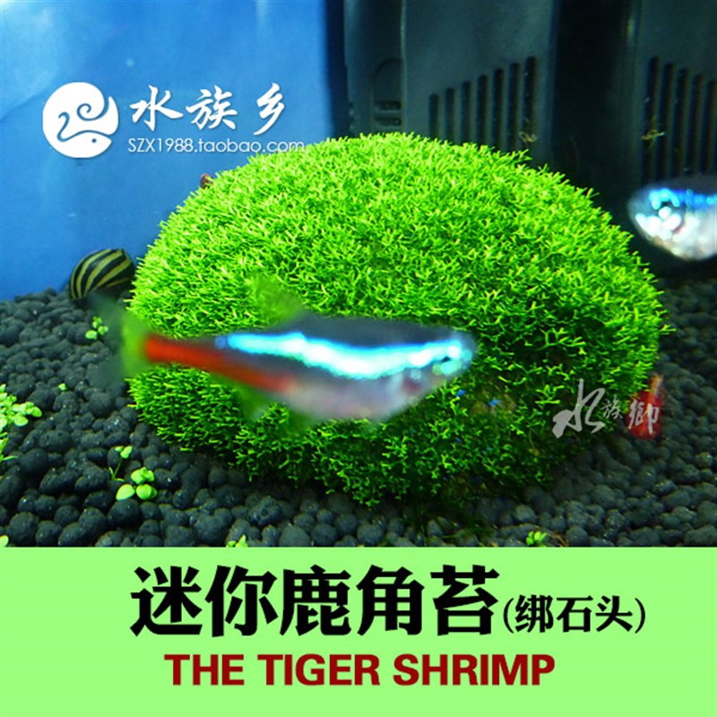 迷你鹿角苔moss鱼缸造景莫斯虾缸草缸鹿角苔新手易养冒泡增氧水草