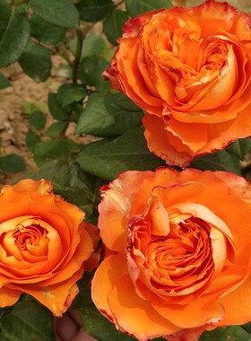 橙色浪漫月季花小苗灌木切花耐热 多季开花 抗病包子丰花勤花绿植